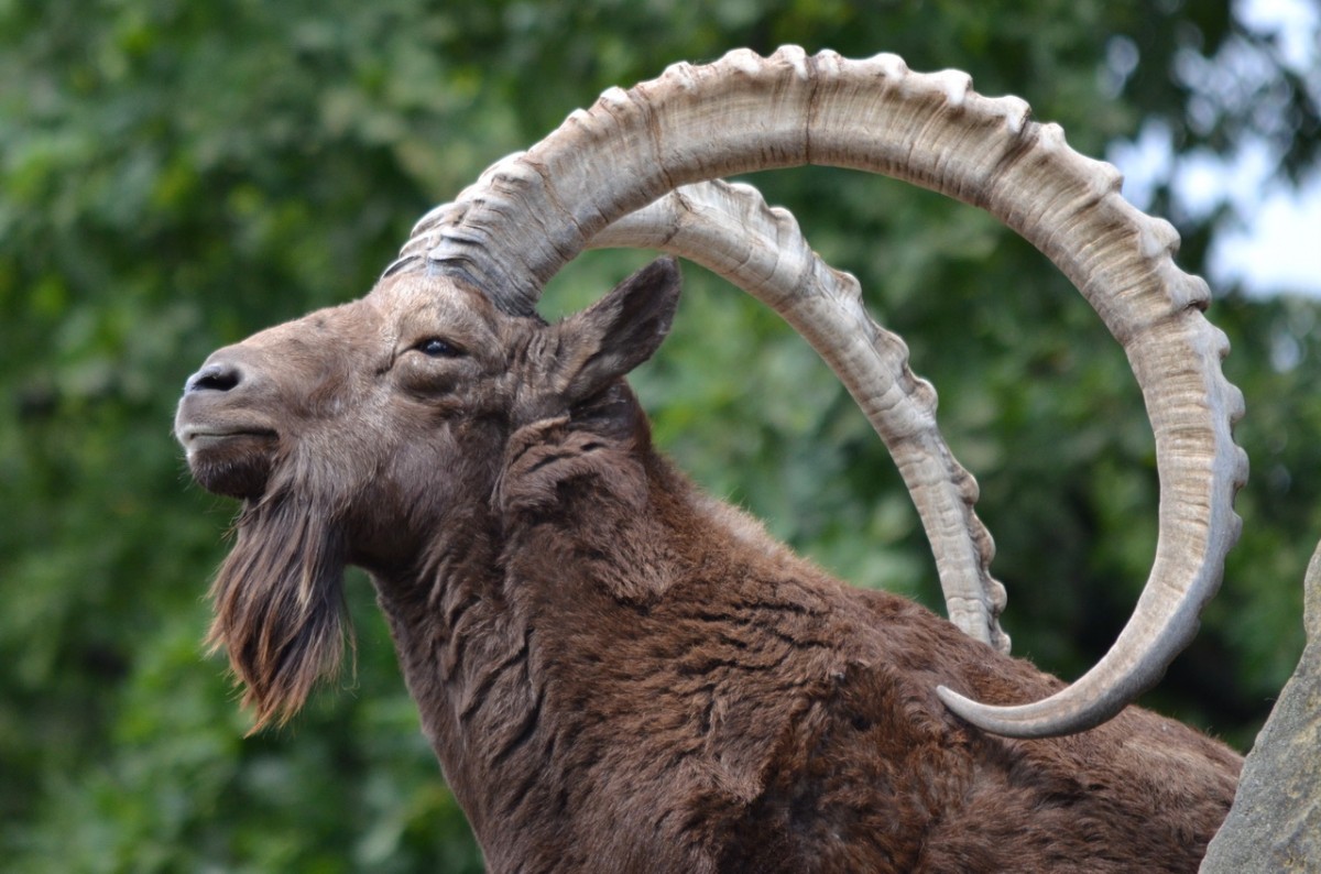 Steinbock     im Zoo Berlin  14.08.2014