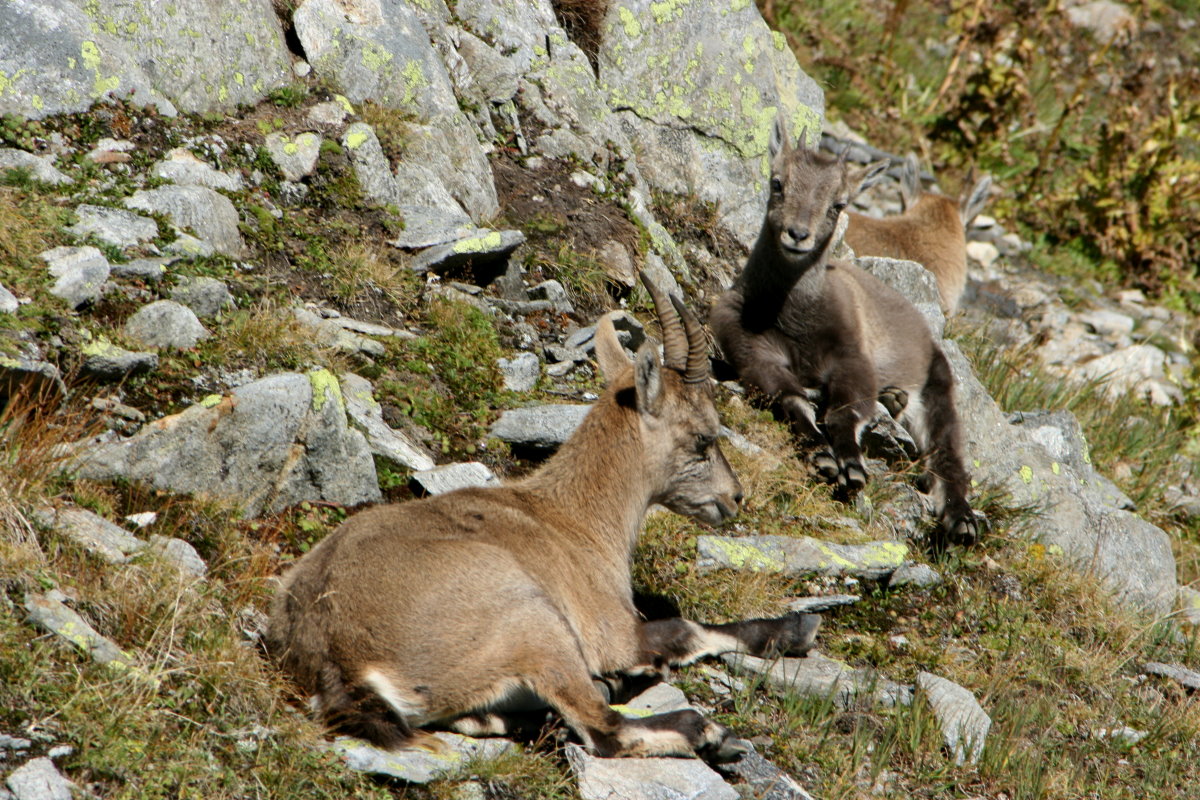 Steinbcke in den Tessiner Alpen; 20.09.2015