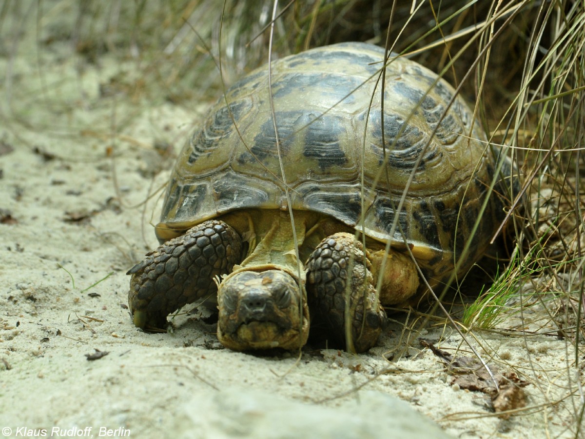 Steppen- oder Vierzehen-Schildkrte (Agrionemys horsfieldii). Schlafend im Zoo Hluboka / Tschechien