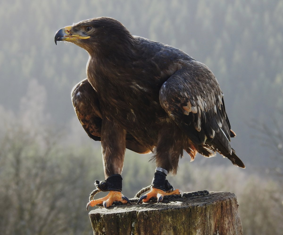 STEPPENADLER IN NIEDERFISCHBACH/SIEGERLAND
Bei der Greifvogel-Flugshow der Falknerei MARCO WAHL am 15.2.2020 im TIERPARK NIEDERFISCHBACH....