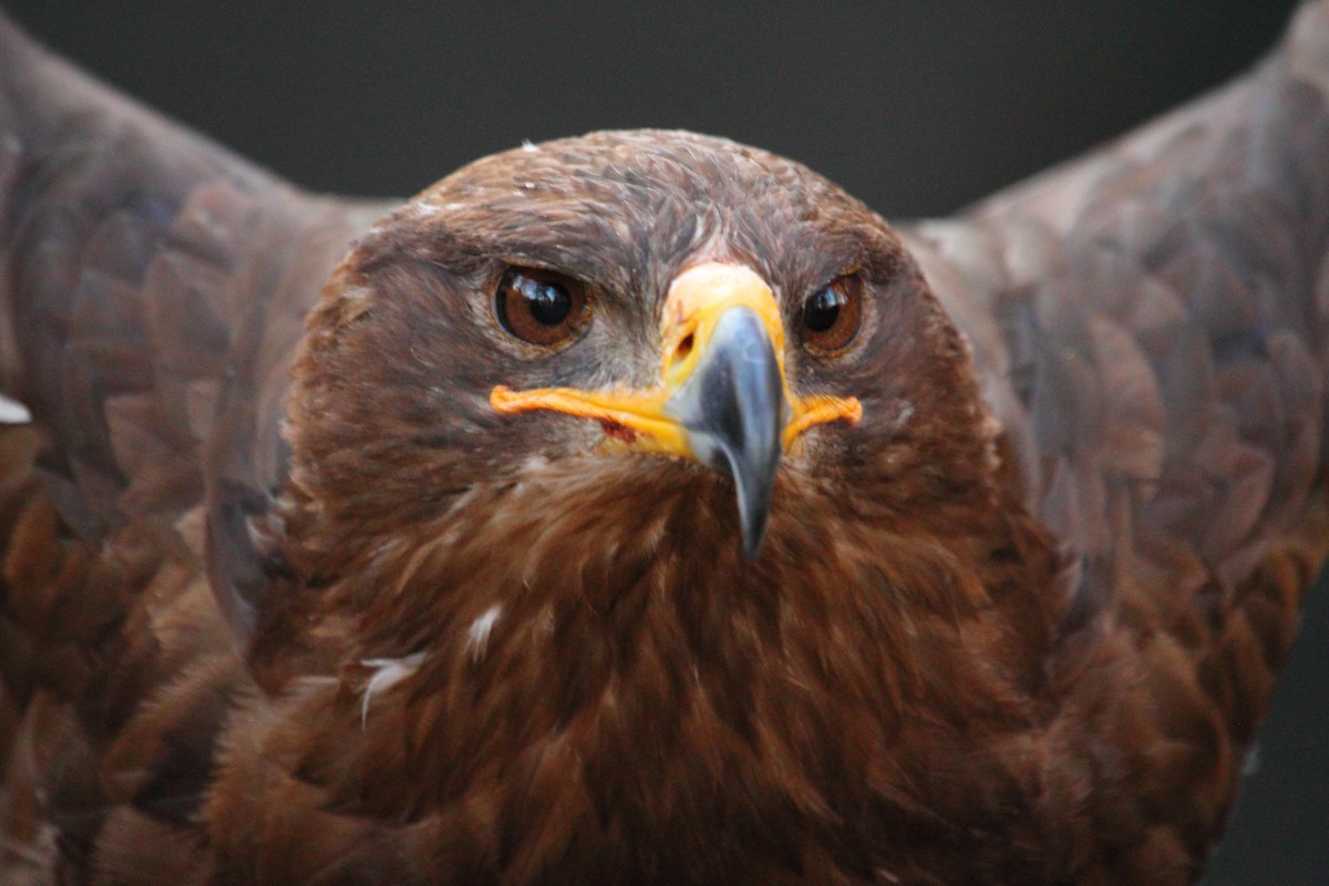 Steppenadler in Tambach am 02.11.2015.