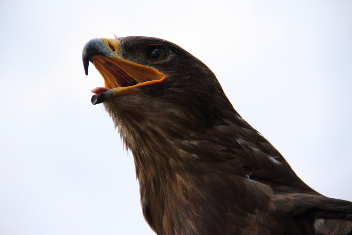 Steppenadler in Tambach am 21.08.2015.