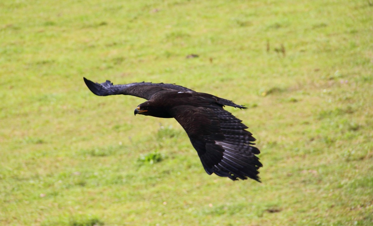 Steppenadler in Tambach am 21.08.2015.