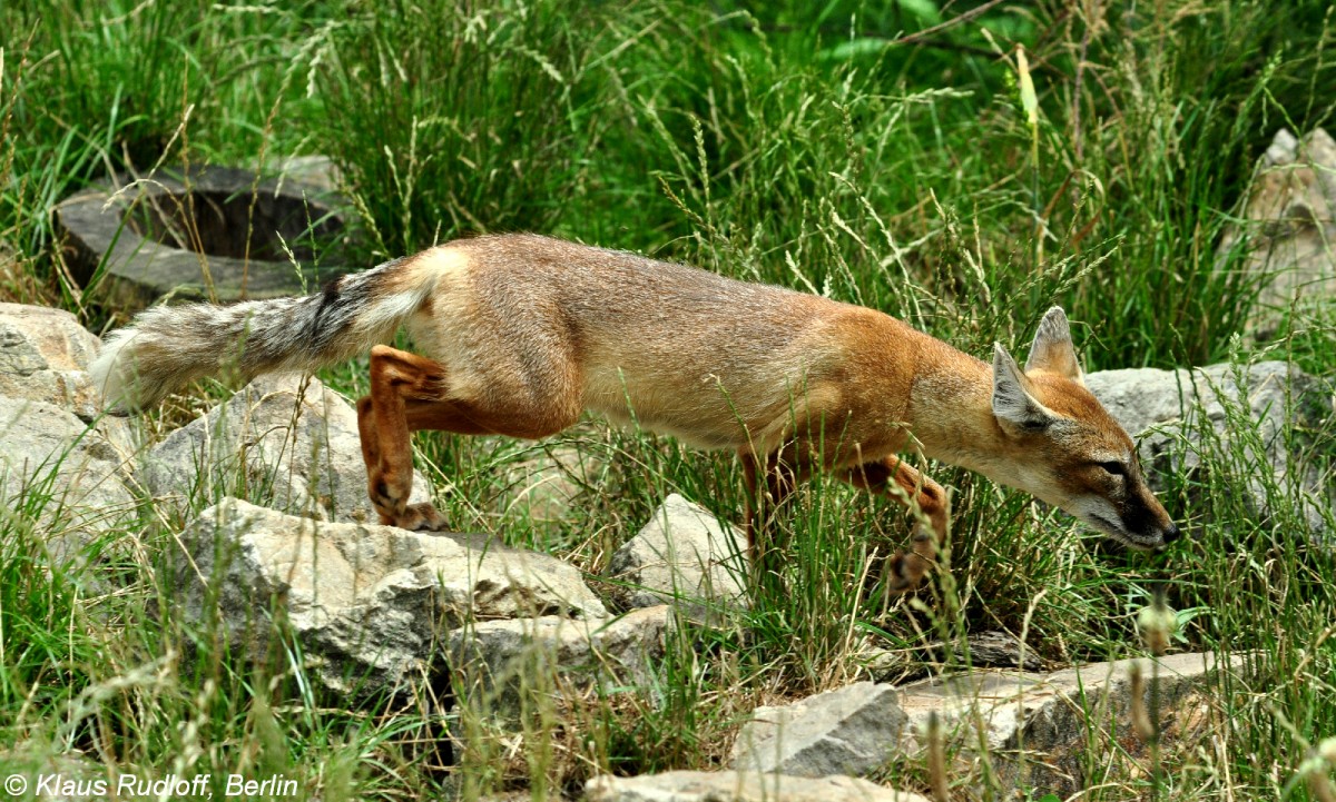 Steppenfuchs oder Korsak (Vulpes corsac). Tier im Sommerfell im Zoo Hluboka/ Tschechien.