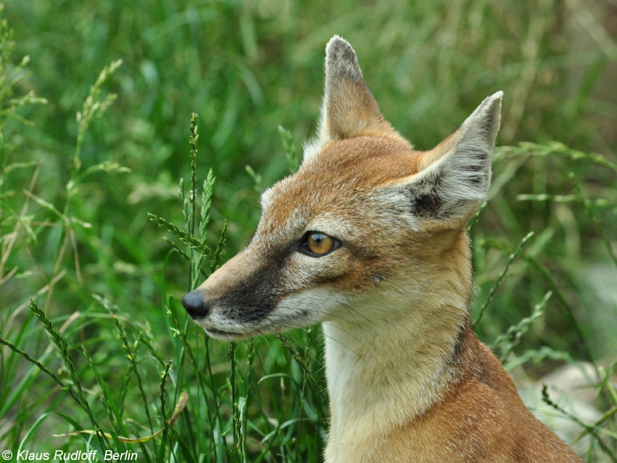 Steppenfuchs oder Korsak (Vulpes corsac). Tier im Sommerfell im Zoo Hluboka/ Tschechien.