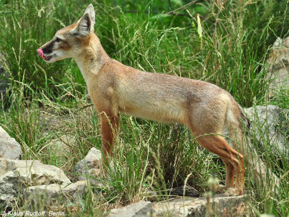 Steppenfuchs oder Korsak (Vulpes corsac). Tier im Sommerfell im Zoo Hluboka/ Tschechien.