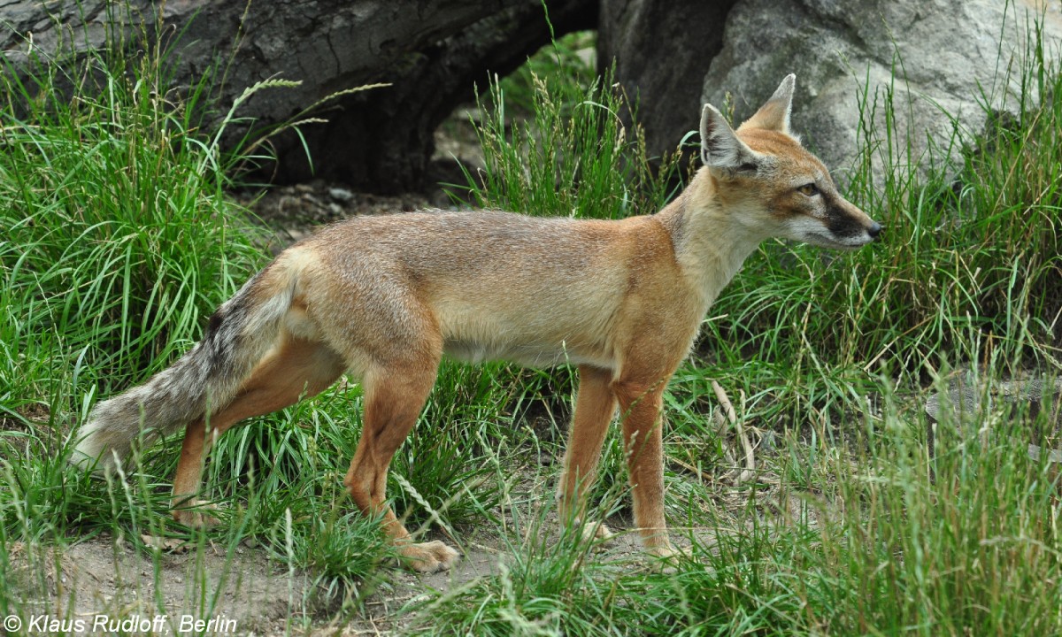 Steppenfuchs oder Korsak (Vulpes corsac). Tier im Sommerfell im Zoo Hluboka/ Tschechien.