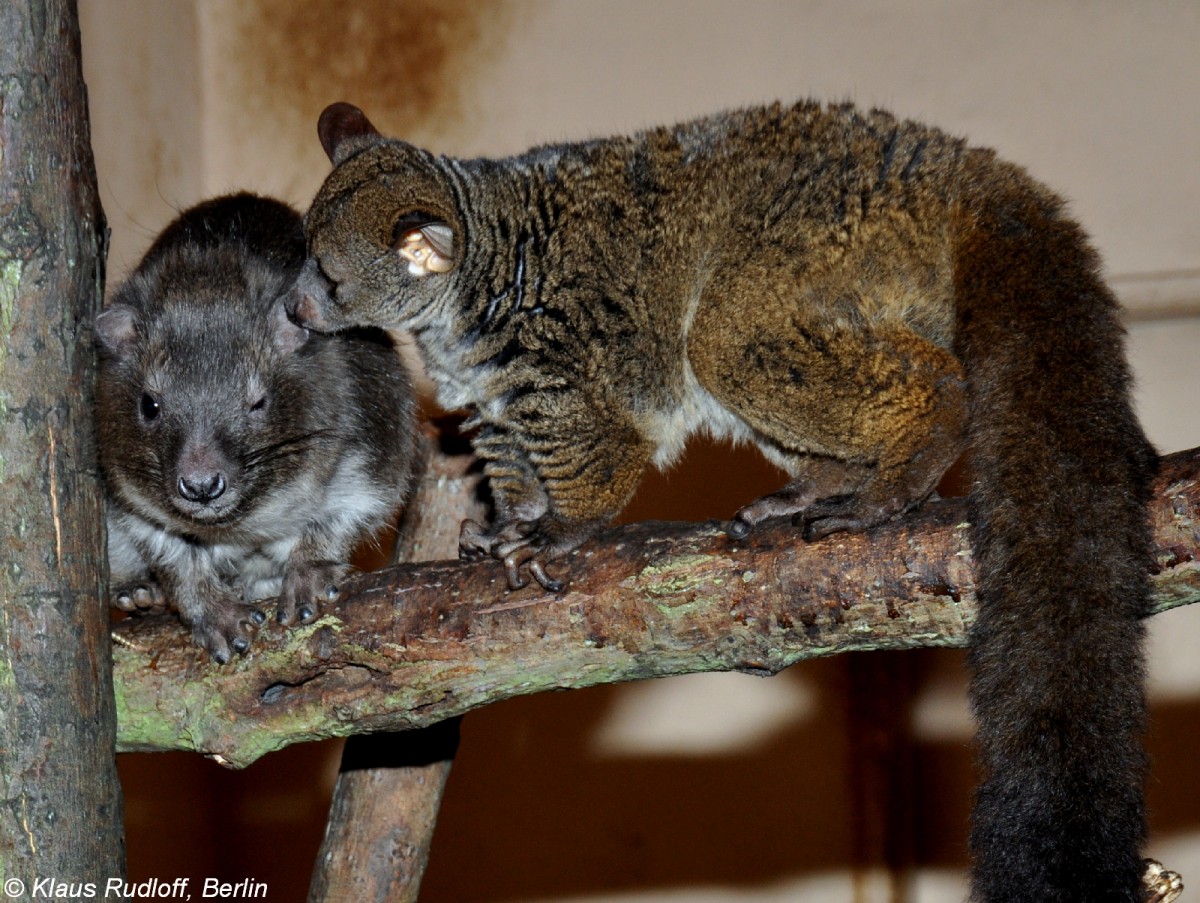 Steppenwald-Baumschliefer (Dendrohyrax arboreus) und Kleinohr-Riesengalago (Otolemur garnetti) im Zoo und Botanischen Garten Pilsen (Plzen, Februar 2011).