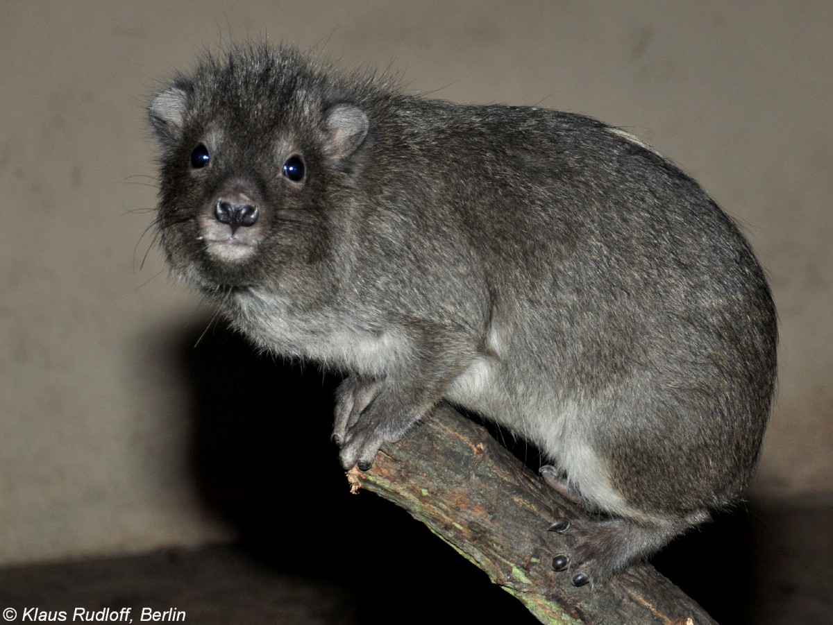 Steppenwald-Baumschliefer (Dendrohyrax arboreus) im Zoo und Botanischen Garten Pilsen (Plzen, Februar 2011).