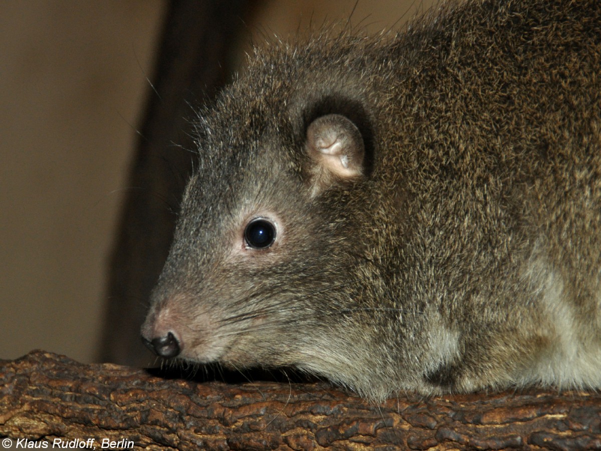 Steppenwald-Baumschliefer (Dendrohyrax arboreus) im Zoo und Botanischen Garten Pilsen (Plzen, August 2013).