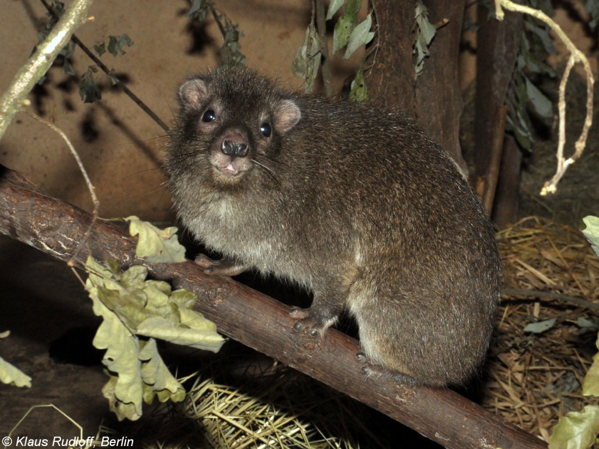 Steppenwald-Baumschliefer (Dendrohyrax arboreus) im Zoo und Botanischen Garten Pilsen (Plzen, August 2013).