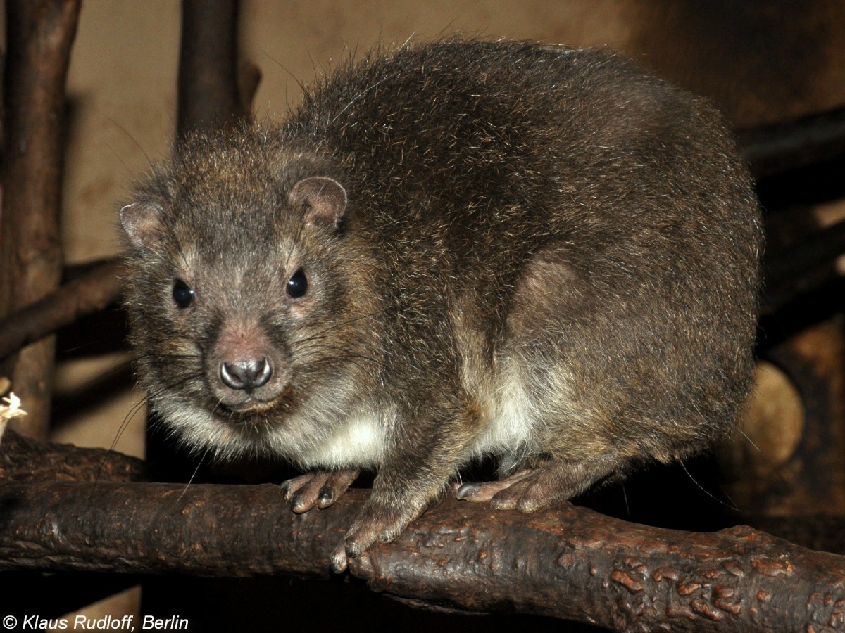 Steppenwald-Baumschliefer (Dendrohyrax arboreus) im Zoo und Botanischen Garten Pilsen (Plzen, August 2013).