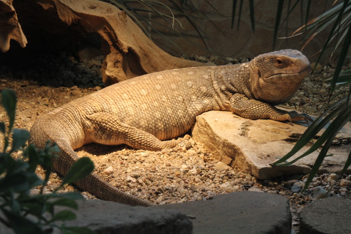 Steppenwaran (Varanus exanthematicus) am 11.7.2010 im Reptilienhaus Unteruhldingen.