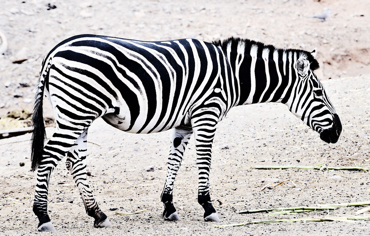 Steppenzebra (Equus quagga) im Oasis Park auf der Insel Fuerteventura in Spanien. Aufnahme: 19. Oktober 2017.