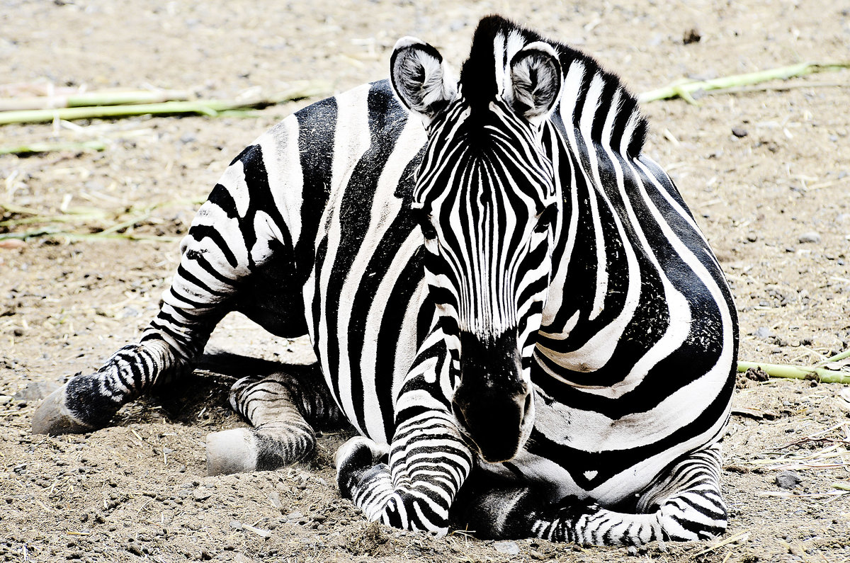 Steppenzebra (Equus quagga) im Oasis Park auf der Insel Fuerteventura in Spanien. Aufnahme: 19. Oktober 2017.
