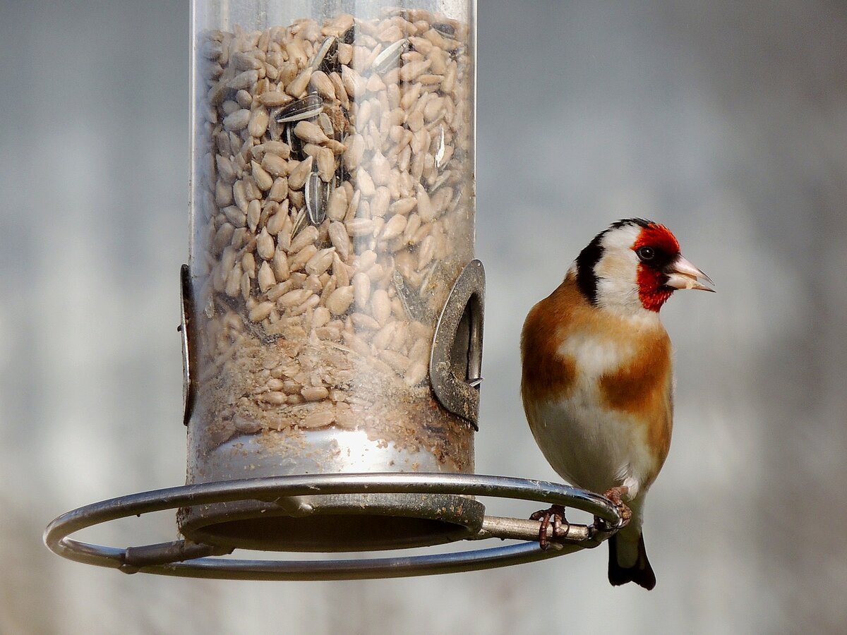 Stieglitz (Carduelis carduelis), oder auch Distelfink labt sich mit an einer mit Krnern gefllten Futtersule; 230303