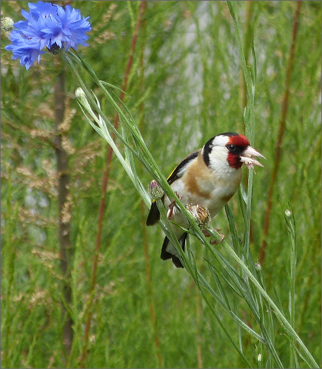 Stieglitz oder Distelfink (Carduelis carduelis),zu Besuch in unserem Garten. 13.06.2020 (Hans)