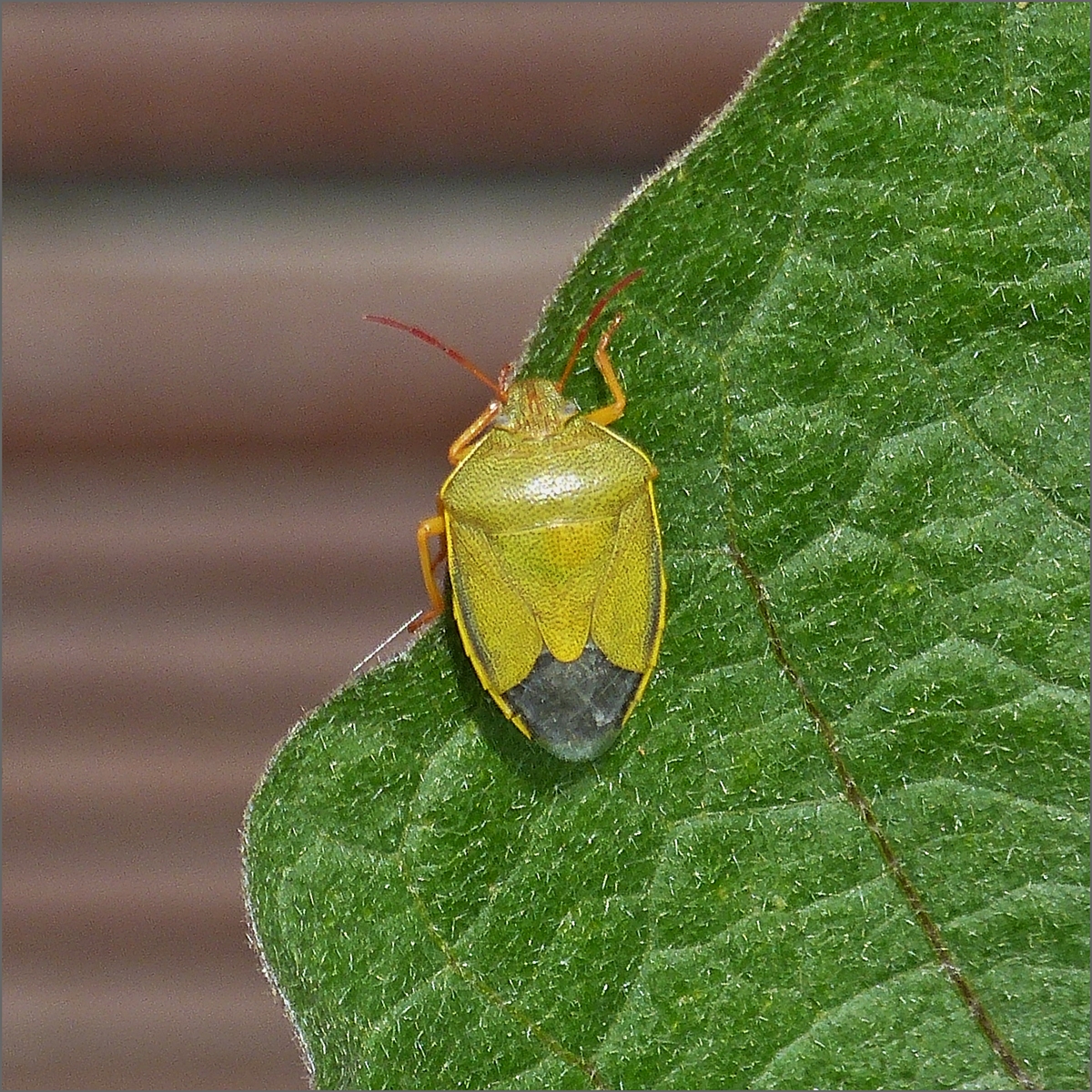 Stinkwanze auf dem Gemse in unserem Garten. 14.07.2020