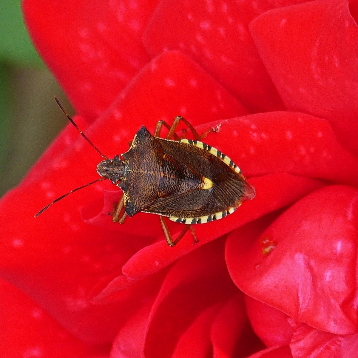 Stinkwanze sitzt auf einer Rosenblte. 01.08.2022