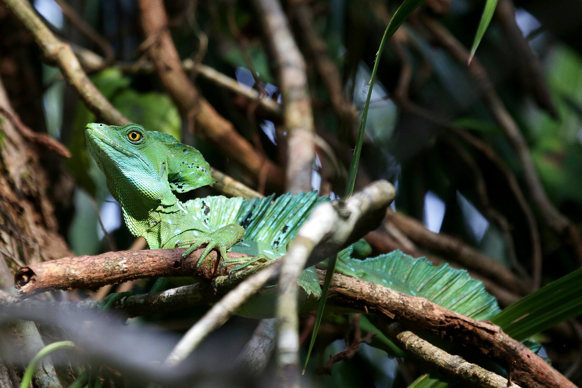 Stirnlappen-Basilisk, Tortuguero-Nationalpark, Costa Rica, 13.02.2014