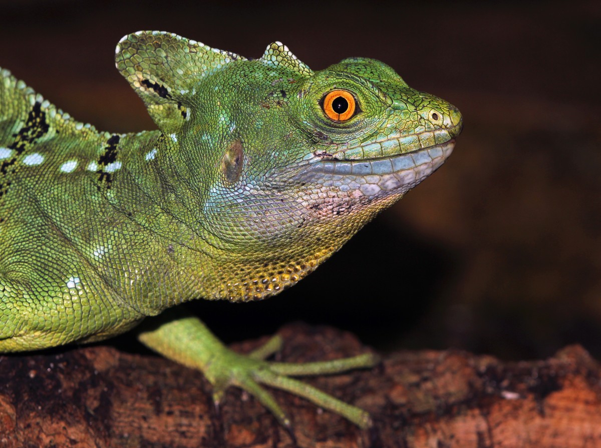 Stirnlappenbasilisk - Aquarium Berlin