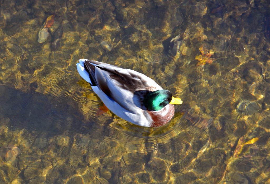 Stockente in der Ahr bei Bad Neuenahr - 30.10.2016