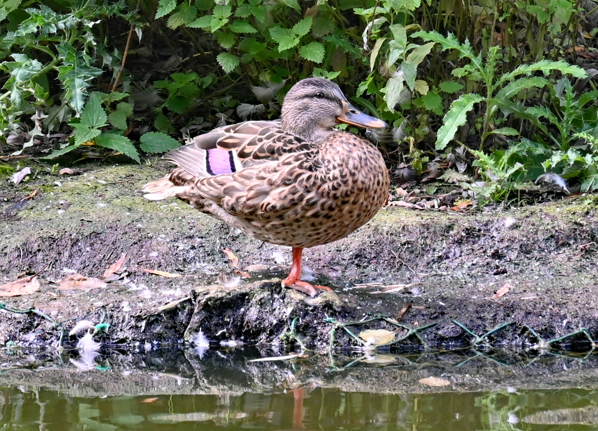 Stockente am Teich im Schillerpark Euskirchen - 23.09.2021