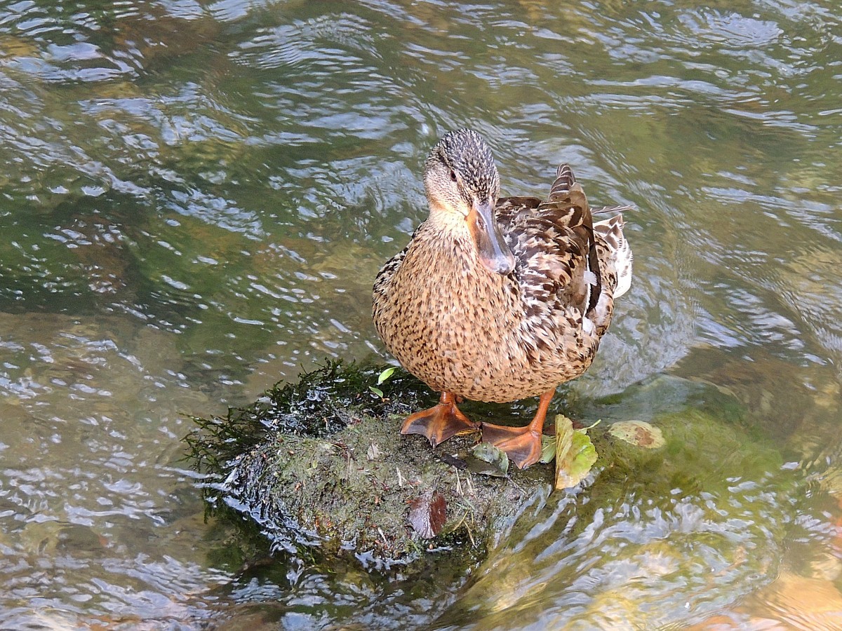 Stockente (Anas platyrhynchos) auf einer einsamen Insel; 130713