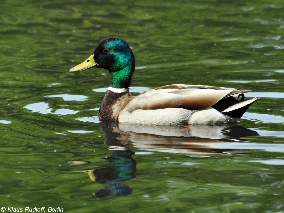 Stockente (Anas platyrhynchos). Mnnchen. Freiflieger im Tierpark Berlin.