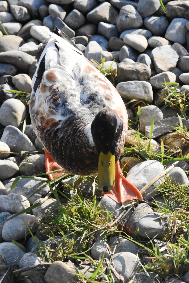 Stockente auf Futtersuche am Bodensee (ALLENSBACH, Landkreis Konstanz/Deutschland, 15.09.2017)