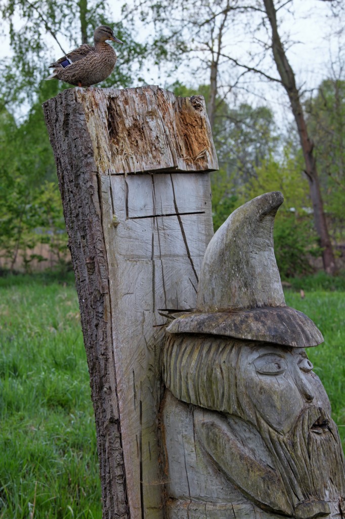 Stockente auf der Skulptur von Rumpelstilzchen am Ueckermnder Strandweg. - 08.05.2015