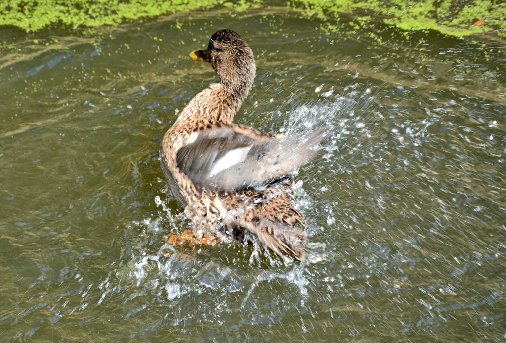 Stockente beim Badevergngen am Schlo Gracht - 26.03.2016