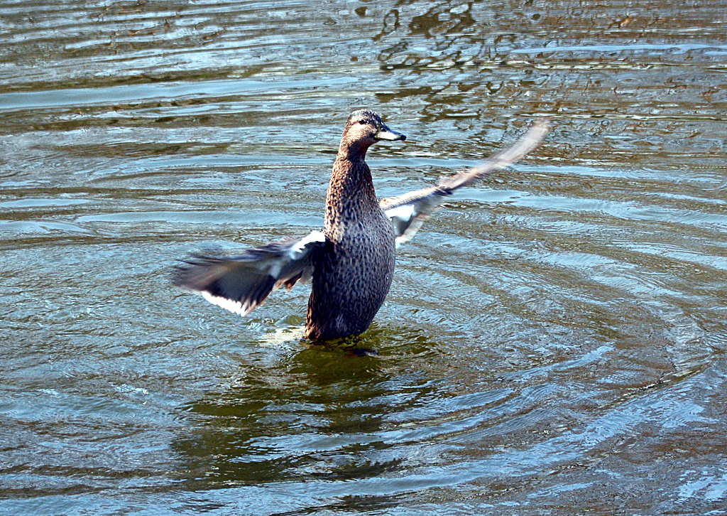 Stockente beim Badevergngen im Teich - 27.03.2014