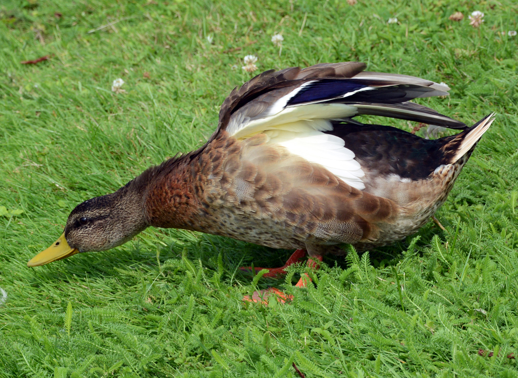 Stockente beim Mnchweiher am Schloss Brhl - 26.07.2014