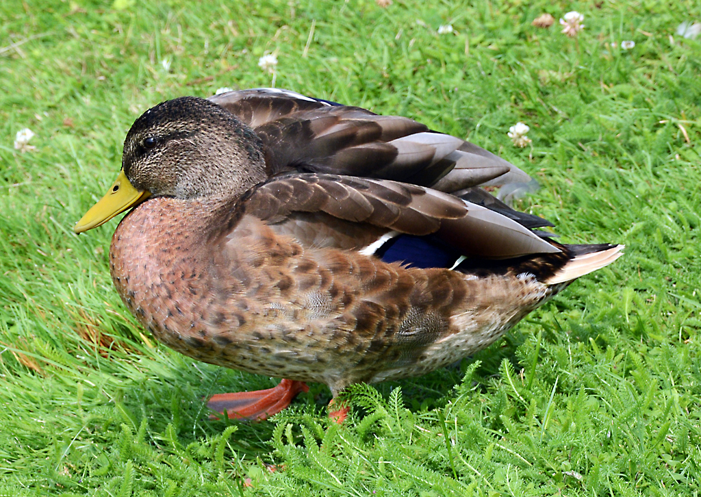 Stockente beim Mnchweiher am Schlo Brhl - 26.07.2014