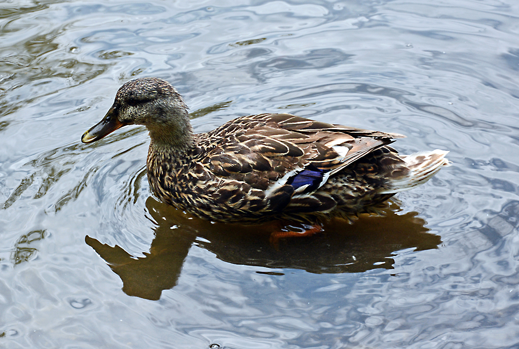 Stockente im Burggraben der Hardtburg - 20.06.2014