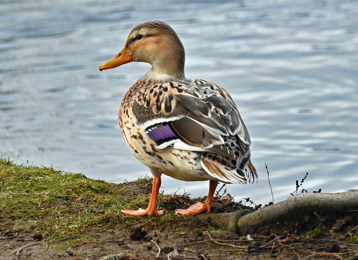 Stockente im Freizeitpark Rheinbach - 15.01.2022