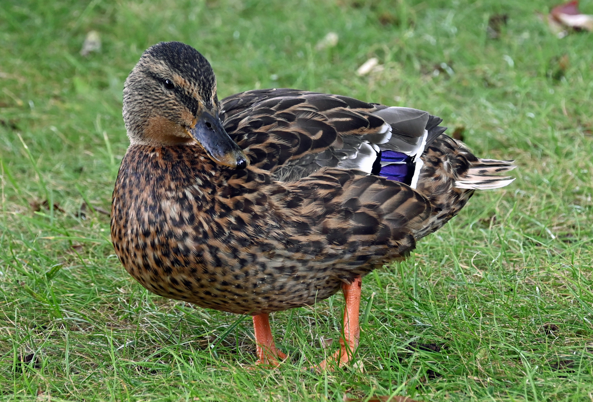 Stockente im Freizeitpark Rheinbach - 23.09.2023