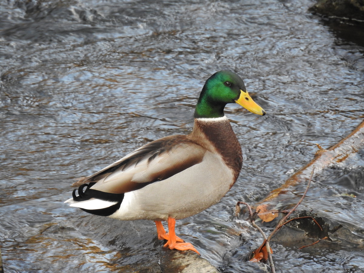 STOCKENTE IN DER SIEG-BILDSCHN

Einfach bildschn mit ihrem braun-weien Gefieder,dem grnen Kopf und gelben Schnabel...eine Stockente beim Puschen auf einem Felsbrocken in der SIEG bei
Niederschelden,am 25.1.2021.....

