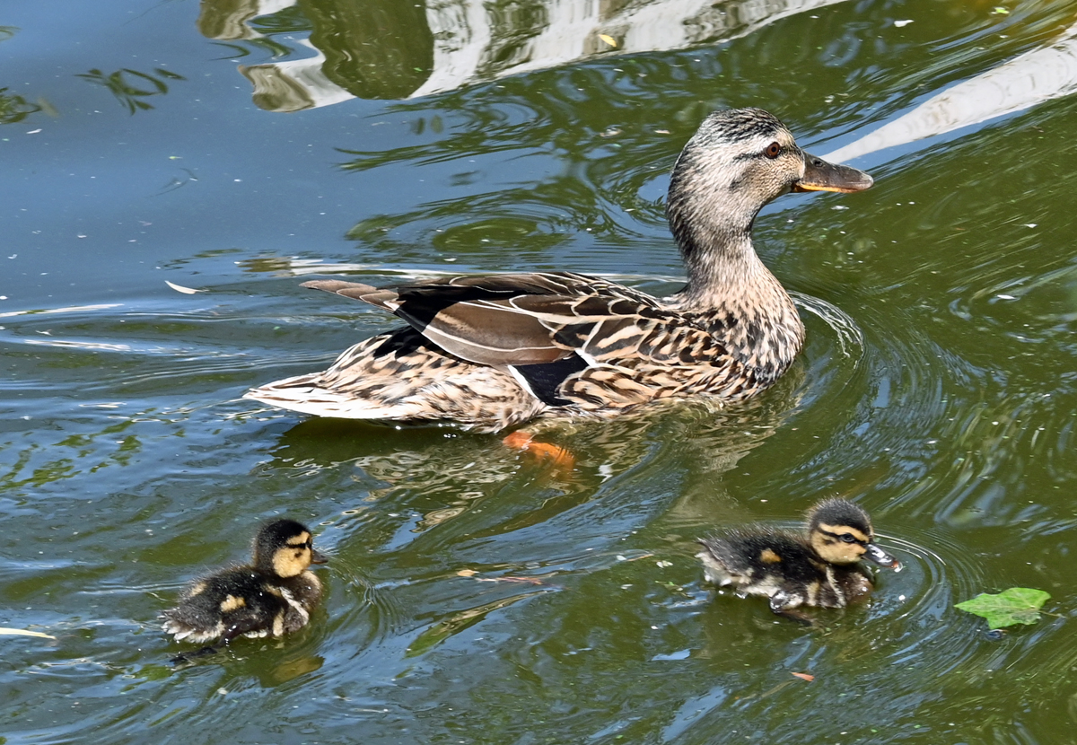 Stockente mit Kken - 14.06.2022