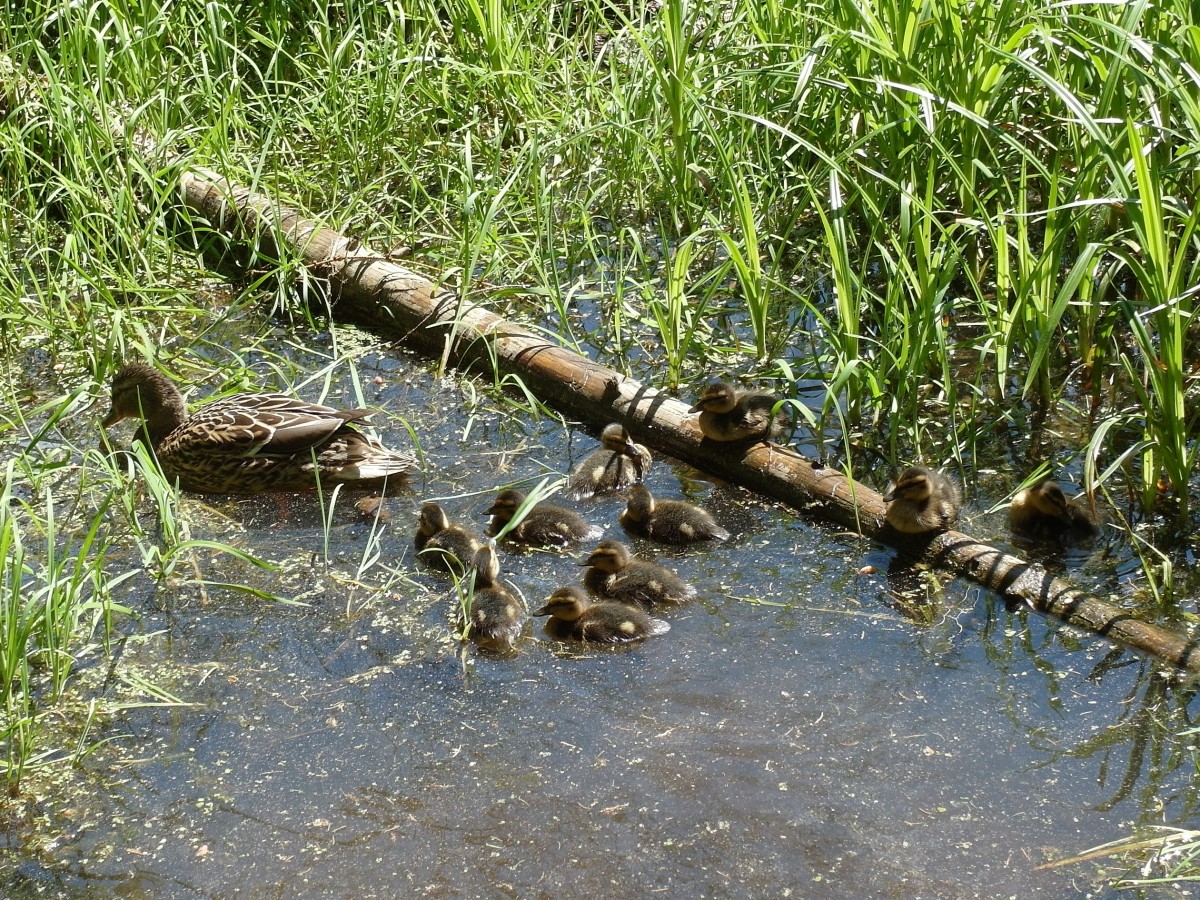 Stockente mit zehn Kken (na, ob die alle bis in den Herbst durchkommen werden ? ); Oberes Kirnitzschtal/Schsische Schweiz, 13.05.2015
