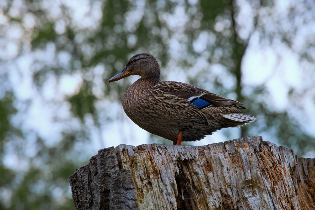 Stockente posiert fr einen Erpel, der auf dem Radweg steht. - 08.05.2015
