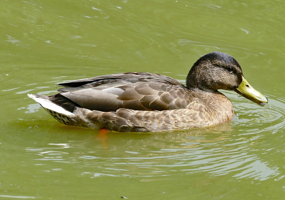 Stockente im Schillerparkteich in Euskirchen - 17.07.2019