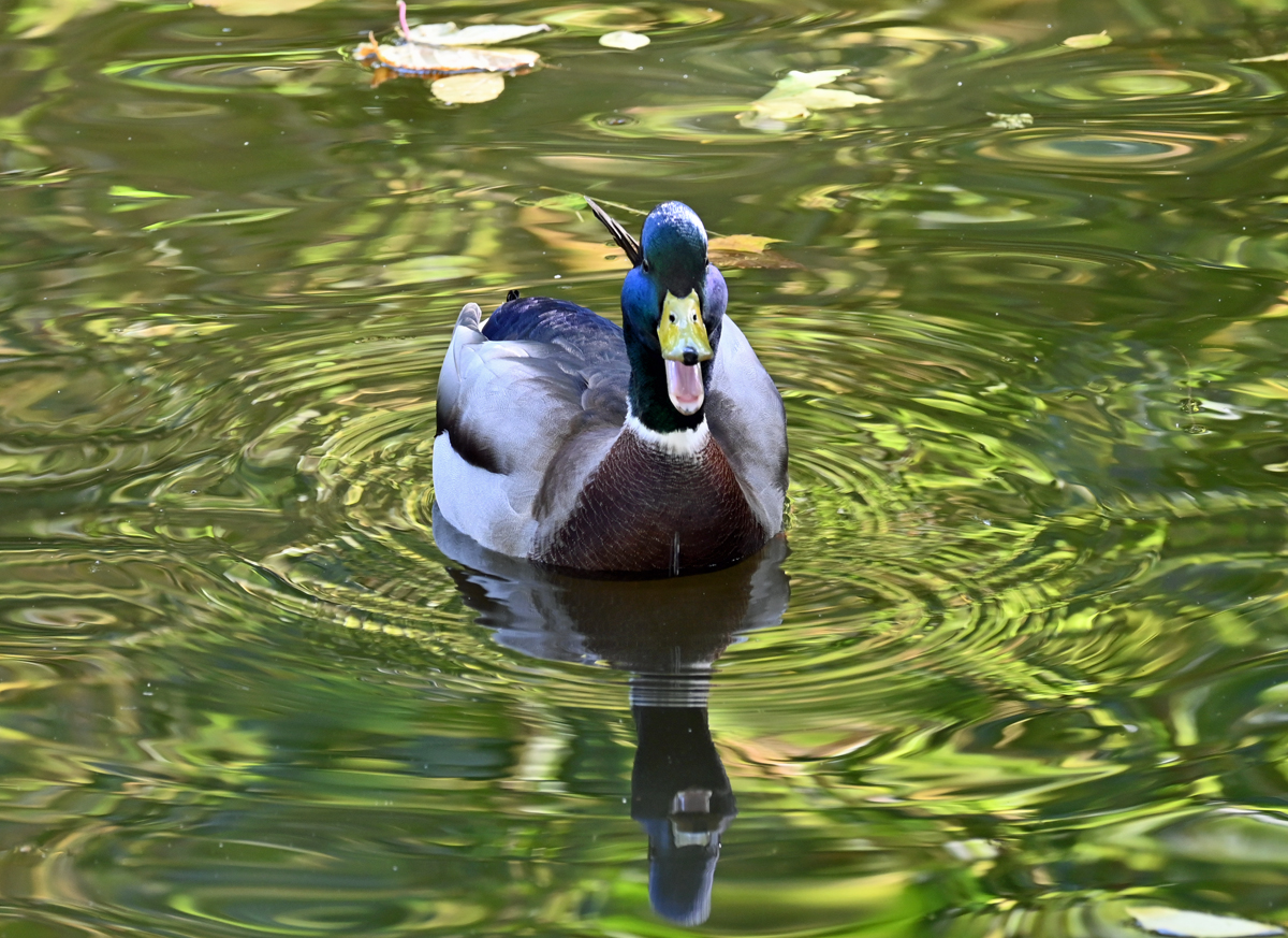 Stockente im Schillerparkteich in Euskirchen - 26.10.2022