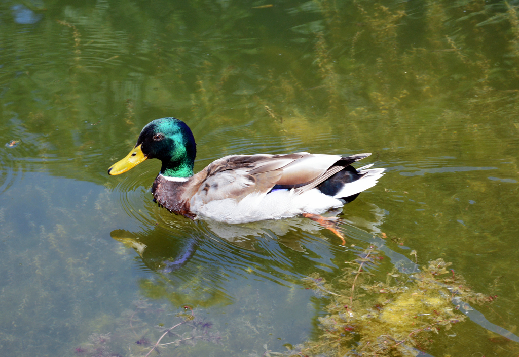 Stockente im Schloteich des Poppelsdorfer Schlosses in Bonn - 04.06.2015