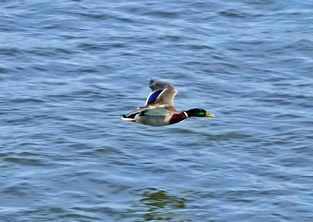 Stockente im Tiefflug ber dem Rhein in Mondorf - 06.05.2017