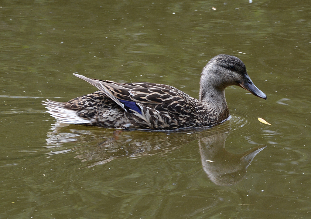 Stockente im Wassergraben der Hardtburg - 01.06.2014