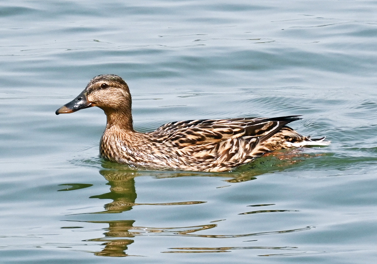 Stockente im Zlpicher See - 21.04.2021