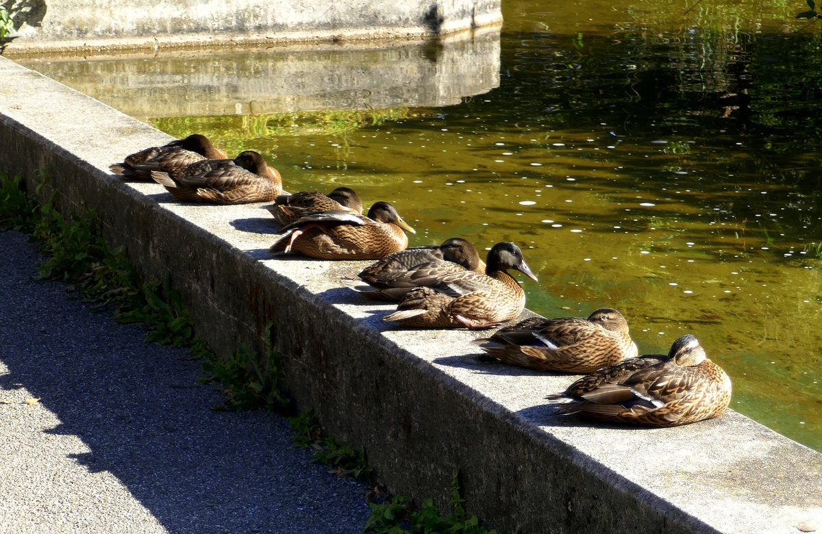 Stockenten beim morgendlichen Sonnenbad, gesehen in Freiburg, Sept.2019