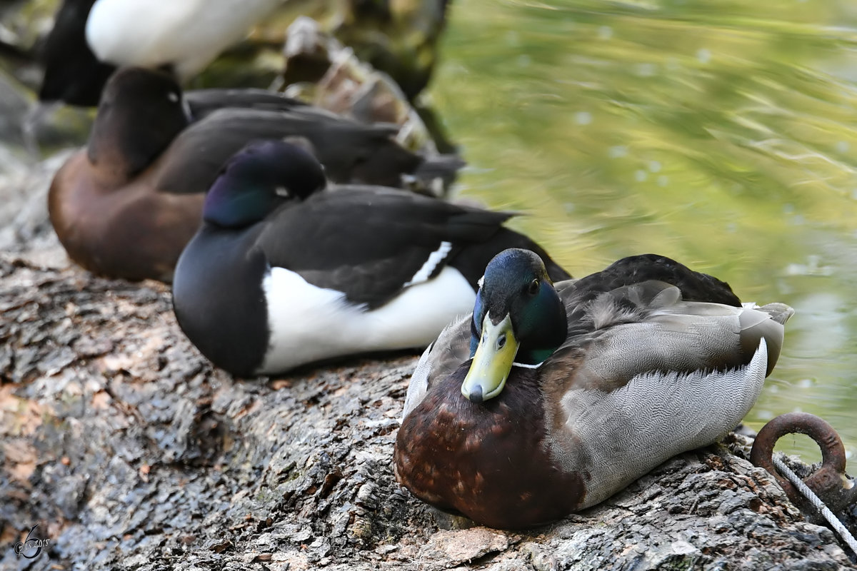 Stockenten Ende April 2018 im Zoo Berlin. 